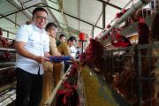 Bapanas jaga stabilitas harga ayam hidup lewat intervesi multipihak
