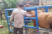 Jelang Idul Adha, Dinas Pertanian OKU intensifkan vaksinasi PMK