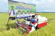 Panen raya padi di Pinrang tembus 6,8 ton per hektare