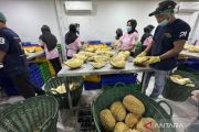 Kadin Parigi Moutong target transformasi ekonomi lewat industri durian