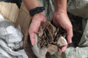 Kemenhut tahan WNA terkait penyelundupan 796 kg sisik trenggiling