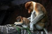 Batu Secret Zoo pantau perkembangan pertumbuhan bayi bekantan