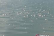 Rp125 juta kerugian petani KJA Danau Maninjau dampak kematian ikan