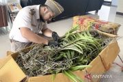 Karantina Kalsel gagalkan pemasukan bibit anggrek dan aglaonema ilegal