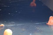 Pemkot bersihkan Kali Penghubung Kelapa Gading dari ikan sapu-sapu