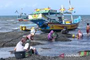 Nelayan Banyuwangi cari kerang hijau saat tangkapan ikan turun