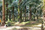 Industri sawit tegaskan komitmen wujudkan ekonomi hijau