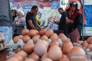 Poultry exports reach Rp18.2B, reflecting production surplus: Minister