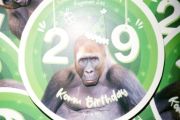 41.303 orang kunjungi Ragunan saat perayaan ultah gorila "Komu"