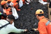 Jakarta's janitor fish dilemma: When livelihoods meet cleanup drive
