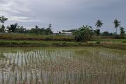 Dinas KTPTH Lampung sebut perlu percepatan tanam padi untuk mitigasi El Nino