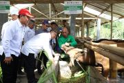 Baznas RI perkuat kontribusi dalam ketahanan pangan lewat Balai Ternak