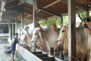 Hasilkan sapi premium peternakan di Purworejo bisa jadi percontohan