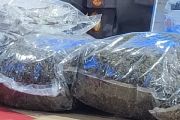 Polisi tangkap 21 pengedar narkotika di Jayapura selama triwulan pertama
