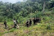 Polisi buru empat tersangka kasus ladang ganja di Empat Lawang
