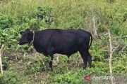 DKPP Natuna tingkatkan populasi sapi lewat program kawin suntik