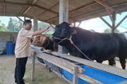 Disnakkeswan Lampung sebut ketersediaan daging sapi jelang Idul Adha aman