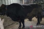 Presiden beli sapi peternak lokal Blora untuk kurban