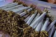 Aceh Tengah olah tembakau Gayo untuk bangkitkan ekonomi usai bencana