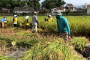 Bulog Magelang serap 24.800 ton gabah saat musim panen