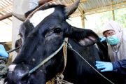 DKPPP Temanggung beri obat cacing hati pada calon hewan kurban