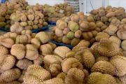 Mentrans lepas ekspor 459 ton durian Sulteng ke China senilai Rp42,5 M