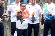 Populasi ikan sapu-sapu di Jakarta capai 60 persen