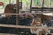 Lhokseumawe prioritaskan ternak lokal untuk pulihkan ekonomi peternak