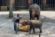 Ulang tahun bayi gajah Sumatera betina di Batu semarakkan hari Kartini