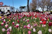 Festival tulip tahunan percantik taman-taman di Kota Istanbul
