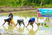 Papua genjot cetak sawah menuju swasembada pangan