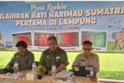 Dua anak harimau sumatra lahir dari induk penyintas jerat di Lampung