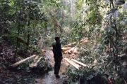 Fugitive financier behind illegal logging in Kalimantan arrested