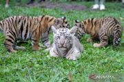 Kelahiran anak harimau benggala TSI II Prigen