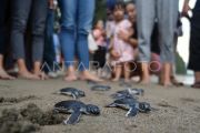 Pelepasan penyu hijau di Pasir Jambak Padang