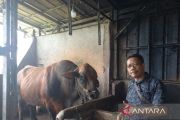 Kabupaten OKU Timur terima sapi kurban 960 kg dari Presiden Prabowo