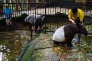 Pemkot targetkan lelang pengelola Bandung Zoo rampung akhir Mei ini
