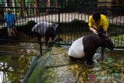 Authorities to relocate Bandung Zoo animals amid management crisis