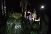 BKSDA Sumbar siapkan opsi tembak bius evakuasi harimau sumatra