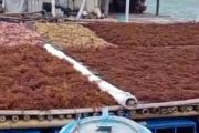 Kepulauan Seribu dorong budidaya rumput laut untuk peluang ekonomi