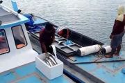 Koperasi Rempang Eco City Batam mulai jual hasil ikan