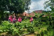 Naluri ibu selamatkan lingkungan, KWT Bougenville Prabumulih manfaat lahan kosong jadi produkif
