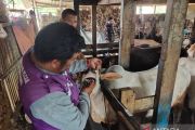Pemkot Padang beri label khusus hewan ternak yang laik kurban