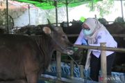 Jelang Idul Adha, hewan kurban di Jakbar diberi vitamin anti-stres