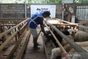 Human Initiative gandeng peternak lokal lewat program sebar kurban