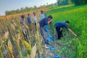 Petani di Grobogan tewas diduga tersengat Jebakan tikus beraliran listrik