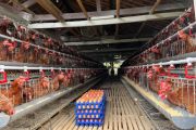 Kementan gandeng asosiasi-pelaku usaha stabilkan harga telur ayam