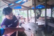 Pemkab Pasaman Barat mulai periksa kesehatan hewan kurban