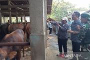TPID Yogyakarta memperketat pengawasan kesehatan hewan kurban jelang Idul Adha