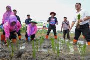 Perkuat ketahanan pangan, Jaktim tanam jagung dan sayuran di 162 titik